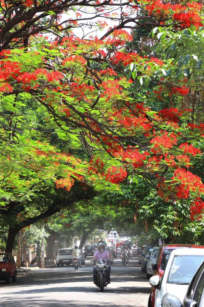 ಉದ್ಯಾನ ನಗರಿಯ ಅಂದ ಹೆಚ್ಚಿಸಿದ ಗುಲ್‌ ಮೋಹರ್‌