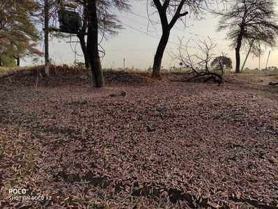 विदर्भात टोळधाड; संत्रा, मोसंबी, भाजीपाला केला फस्त