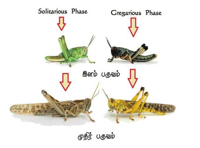 வெட்டுக்கிளிகளின் படிநிலை