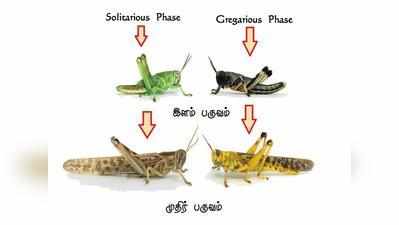 வெட்டுக்கிளிகள்: தமிழ்நாட்டின் உணவுப் பாதுகாப்புக்கு சவால் - பூவுலகின் நண்பர்கள்