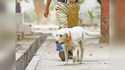बेंगलुरु: डॉग स्क्वॉड को और सशक्त करेगी, 2.5 करोड़ रुपये में खरीदे जाएंगे 50 खोजी कुत्ते