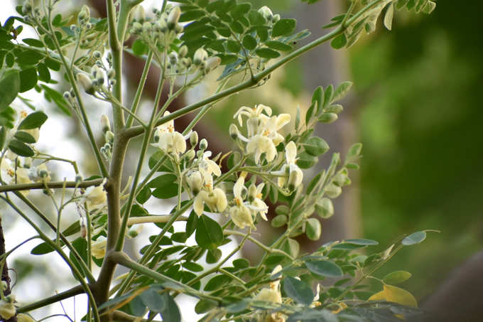 ನುಗ್ಗೆಕಾಯಿ ಹೂ ನೆರವಾಗಲು ಕಾರಣವೇನು?