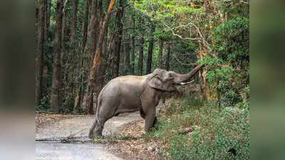 ऋषिकेशः जंगल में दो हाथियों के बीच वर्चस्व की लड़ाई, एक हाथी की मौत