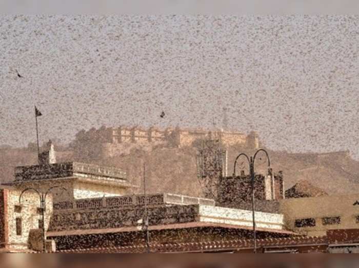 Jaipur: Swarms of locust in the walled city of Jaipur, Rajasthan. More than half...