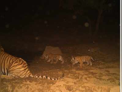 Rajasthan wildlife : विश्व विख्यात सरिस्का में आए तीन नन्हें मेहमान, कुनबा बढ़कर पहुंचा  20 तक