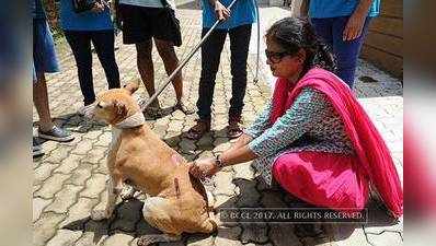 Vaccination drive for stray dogs