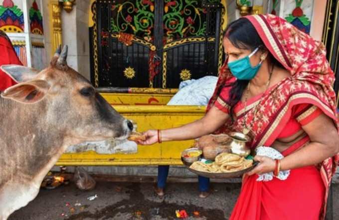 പഞ്ചഗവ്യ പരീക്ഷണം കൊവിഡ് പ്രോട്ടോക്കോൾ പ്രകാരം