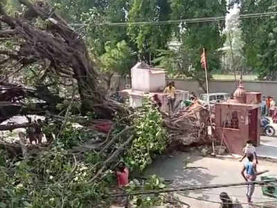 पटना: अशोक राजपथ पर सैकड़ों साल पुराने वट और पीपल के पेड़ गिरे, किसी को खरोंच तक नहीं आई