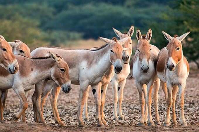 કાયદાથી વિરૂદ્ધની જાહેરાતથી ગુજરાત સરકાર ફસાઈ