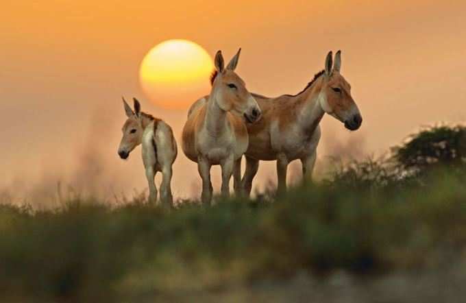 જંગલી ગધેડા(ઘુડખર) ગણાય છે દુર્લભ પ્રાણી