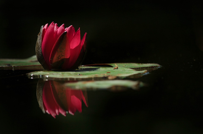 ​ಕನಸಿನಲ್ಲಿ ಹೂಗಳು