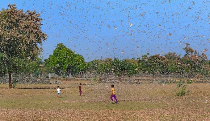 మిడతల దండు ఎక్కడ నుంచి వచ్చింది?