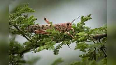 తెలంగాణలోకి ప్రవేశించిన మిడతల దండు.. ఈ చిట్కాతో చెక్! 