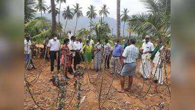 வெட்டுக்கிளியை விஞ்சும் மாவுப்பூச்சிகள்... கவலையில் மரவள்ளி விவசாயிகள்