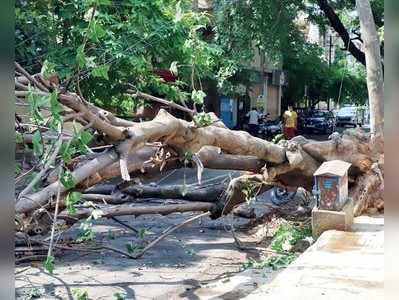 ಇನ್ನೇನು ಮಳೆಗಾಲ ಶುರುವಾಯ್ತು, ಬೆಂಗ್ಳೂರಲ್ಲಿ ಅಪಾಯದಂಚಿನಲ್ಲಿರೋ ಮರಗಳ ತೆರವು ಯಾವಾಗ?