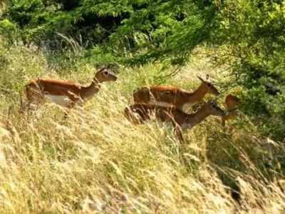 ಸೂಕ್ಷ್ಮ ವಲಯ ಬಂಡೀಪುರದಂಚಿನಲ್ಲಿ ಹೋಮ್‌ ಸ್ಟೇಗೆ ಅಂಕುಶ?