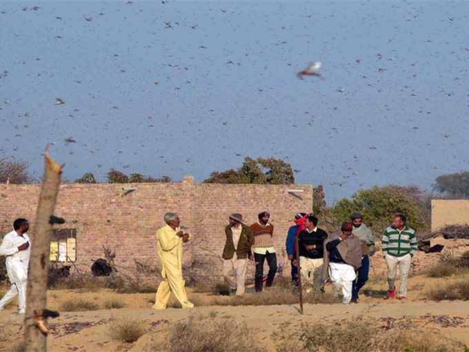 राजस्थान से बुंदेलखंड आया टिड्डी दल 