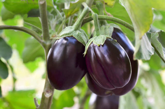 Brinjal