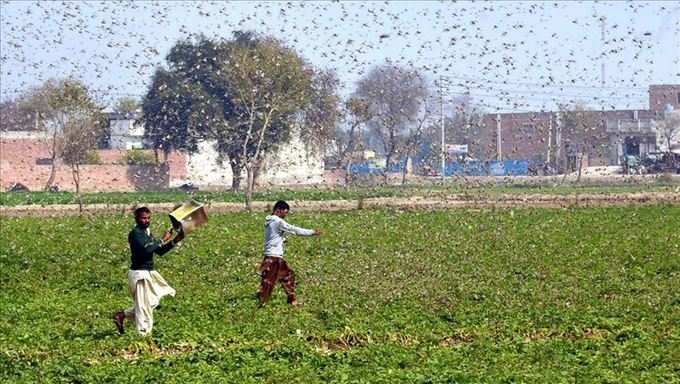locust attack  in india