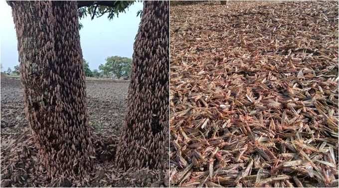 পঙ্গপালের গ্রাসে নয়া ত্রাস!