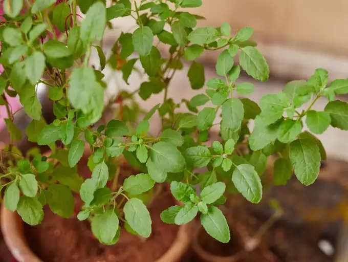 ತುಳಸಿ ಬೀಜಗಳು