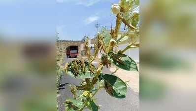 ಮಧುಗಿರಿಯಲ್ಲಿ ಮಿಡತೆ ದಾಳಿ; ಆತಂಕ ಇಲ್ಲ, ಇದು ಸ್ಥಳೀಯ ಕೀಟಗಳೇ ಎಂದ ರೈತರು