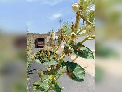 ಮಧುಗಿರಿಯಲ್ಲಿ ಮಿಡತೆ ದಾಳಿ; ಆತಂಕ ಇಲ್ಲ, ಇದು ಸ್ಥಳೀಯ ಕೀಟಗಳೇ ಎಂದ ರೈತರು