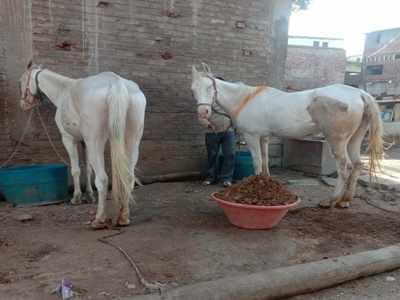 Indore: लॉकडाउन में 11 घोड़ों की मौत, 3 क्वारंटीन, लोग डरे