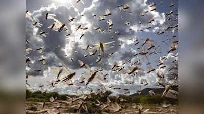 Locust attack in India: 2 ग्राम की टिड्डियों से इन 5 राज्यों में फैला बड़ा खतरा