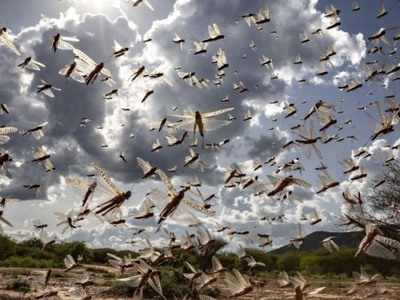 Locust attack in India: 2 ग्राम की टिड्डियों से इन 5 राज्यों में फैला बड़ा खतरा