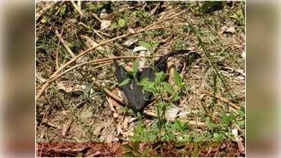 MP: आम के बगीचे में हजारों चमगादड़ों की मौत, इलाके में दहशत