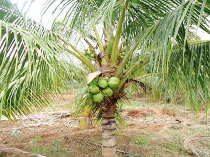 ​ತೆಂಗಿನ ಮರ