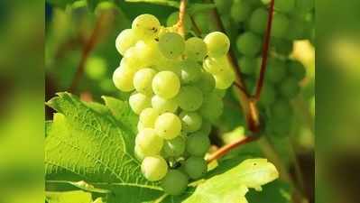<strong>Healthy Summer Fruits : </strong>उन्हाळ्यात द्राक्ष खाल्ल्याने होतात ‘हे’ फायदे!
