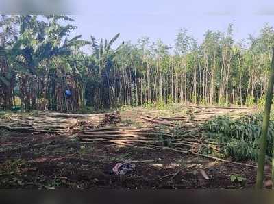 ಆರ್ಥಿಕ ಸಂಕಷ್ಟದಲ್ಲಿ ವೀಳ್ಯದೆಲೆ ಬೆಳೆಗಾರರು