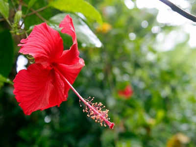 പ്രമേഹത്തിന് ചെമ്പരത്തി ഒറ്റമൂലി 8 ദിവസം