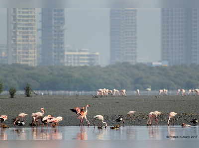 फ्लेमिंगोंचा मुक्काम वाढत्या प्रदूषणामुळे?