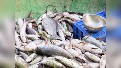 बेंगलुरु: केंगेरी के पास कोमघट्टा झील में 50 हजार मछलियां मरी मिलीं