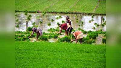 मोदी कैबिनेट बैठक में किसानों के लिए खुशखबरी, 14 फसलों का MSP 83% तक बढ़ा