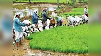 വിളവെടുപ്പ് കഴിഞ്ഞിട്ട് മൂന്നുമാസം:  കെട്ടിക്കിടക്കുന്നത് 450 ടണ്‍ നെല്‍വിത്ത്