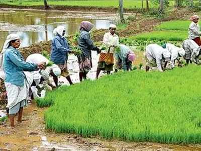 വിളവെടുപ്പ് കഴിഞ്ഞിട്ട് മൂന്നുമാസം:  കെട്ടിക്കിടക്കുന്നത് 450 ടണ്‍ നെല്‍വിത്ത്