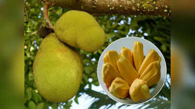 Jackfruit health benefits: మధుమేహం రోగులు పనస పండు తినొచ్చా? ప్రయోజనాలేమిటీ?