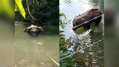 കണ്ണില്ലാ ക്രൂരത; പൈനാപ്പിളില്‍ പടക്കം നിറച്ച് കെണി, ഗര്‍ഭിണിയായ കാട്ടാന ചരിഞ്ഞു