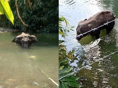 കണ്ണില്ലാ ക്രൂരത; പൈനാപ്പിളില്‍ പടക്കം നിറച്ച് കെണി, ഗര്‍ഭിണിയായ കാട്ടാന ചരിഞ്ഞു