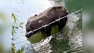 भूूखी गर्भवती हथिनी को शरारती तत्वों ने खिलाया पटाखों से भरा अनानास, तड़प-तड़पकर हुई मौत