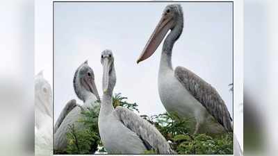 ಕೊಕ್ಕರೆ ಬೆಳ್ಳೂರಿಗೆ ‘ಸ್ಟಾರ್‌ ವಿಲೇಜ್‌’ ಗರಿ