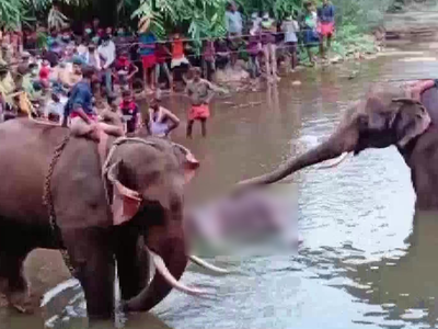 പടക്കം നിറച്ച കെണിയിൽപ്പെട്ട് ഗർഭിണിയായ ആന ചെരിഞ്ഞ സംഭവം; എഫ്ഐആർ രജിസ്റ്റർ ചെയ്തു