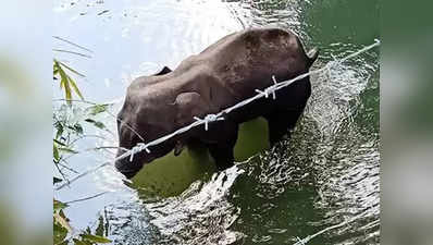 एक महीने पहले भी हथिनी के साथ हुई थी क्रूरता, पटाखे खिलाने की आशंका