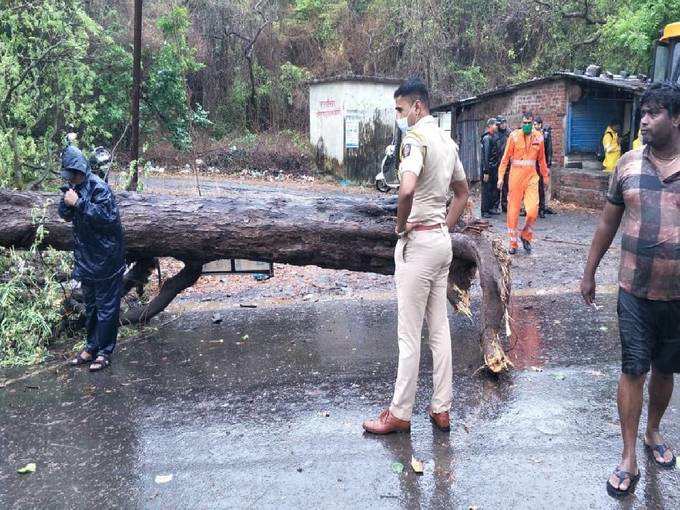 ​പോലീസിൻ്റെ മേൽനോട്ടത്തിൽ മരങ്ങൾ നീക്കം ചെയ്യുന്നു