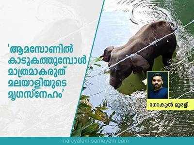 ആമസോണില്‍ കാടുകത്തുമ്പോള്‍ മാത്രമാകരുത് മലയാളിയുടെ മൃഗസ്നേഹം