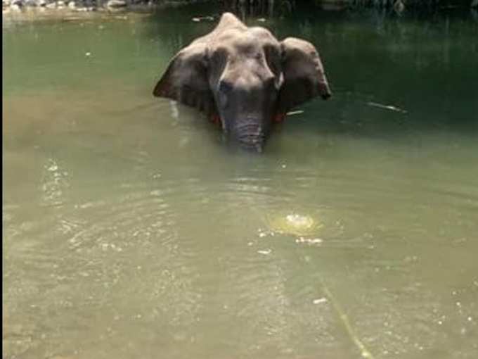 Kerala Elephant death